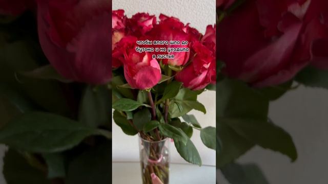 Лайфхак, как цветы будут стоять НЕДЕЛЮ!    #цветы #розы #букет #букетмосква #букетназаказ
