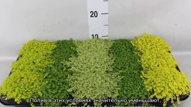 Солейролия — уход в домашних условиях