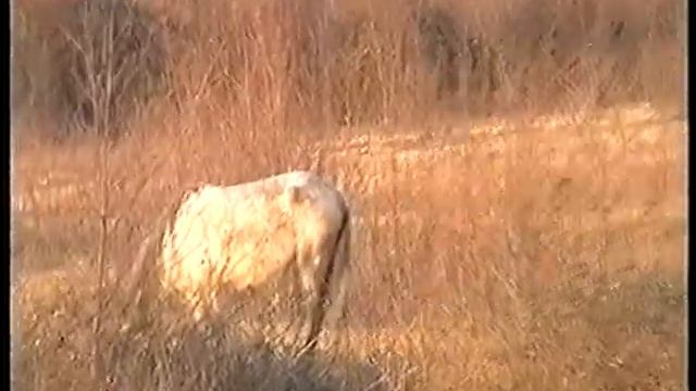 снежные горы Грузии смотреть онлайн
