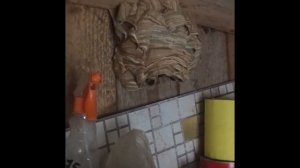 Как избавиться от ШЕРШНЕЙ/ деревенские хлопоты