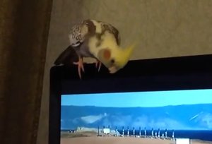 Рича корелла попугай смотрит телевизор смешно фыркает и ругается