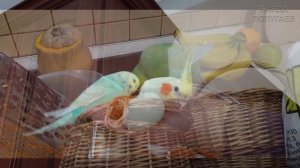 это обучающее видео для попугая #Риччи5