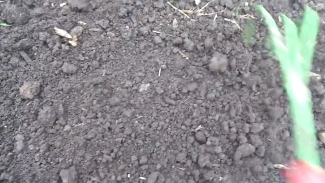 ОСОБЕННОСТИ МОЕГО ПОСЕВА СИДЕРАТОВ. Ольга Чернова. смотреть онлайн