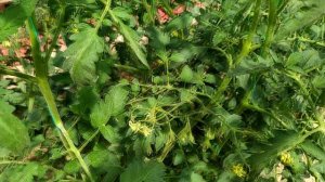 небольшой обзор теплицы. огурцы. томаты. 23,06,23