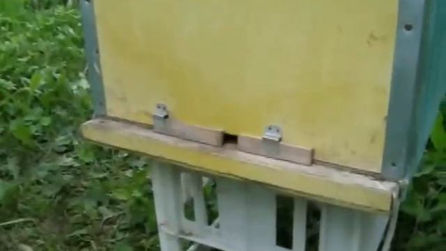 Пчеловодство. Роевой период. 8 признаков-примет(1). смотреть онлайн