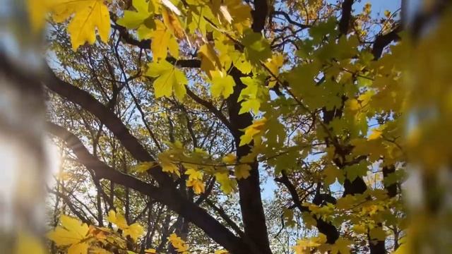 Осенний лес. Расслабляющие видео.