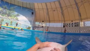 Можно ли поплавать с дельфинами всей семьей - семейное плавание? Дельфинарий НЕМО Витязево (#Анапа)