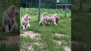 Маламутики