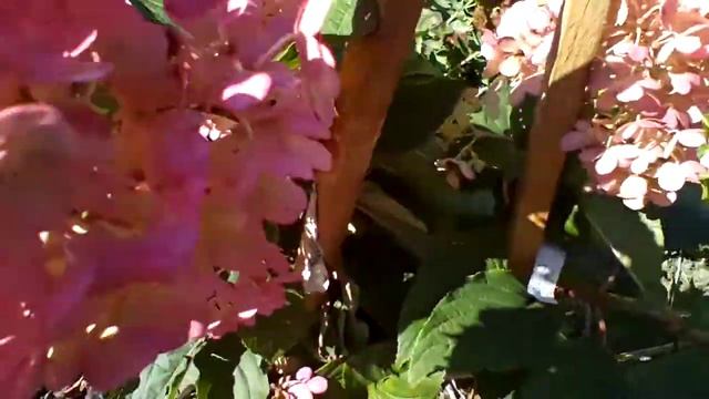 Planting Vanilla Strawberry hydrangea смотреть онлайн