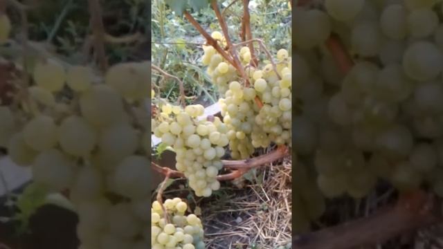 Виноград сорт Куйбышевский