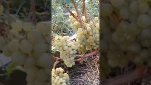 Виноград сорт Куйбышевский