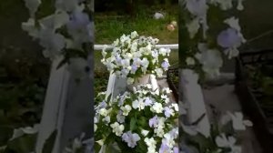 Ампельная Виола /супер цветение