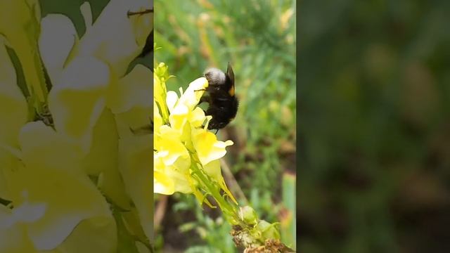 Bumblebee on Flowers of Linaria vulgaris, or Yellow Toadflax. 08.aug.2022. Day of Memory of Nagasak