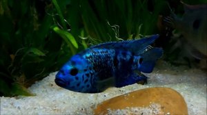 Цихлазома Блю демпси (Cichlasoma sp  Blue Dempsey)