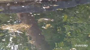 ?Черепаха на суше и в воде Европейская болотная черепаха