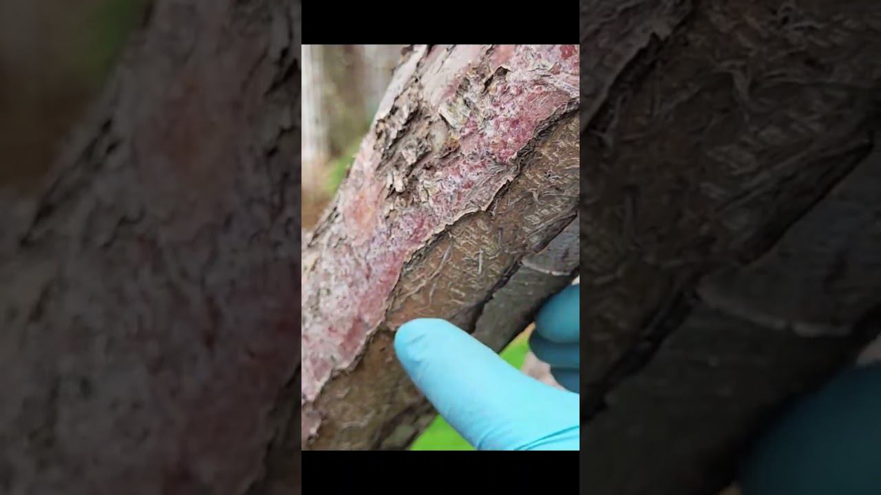 Взрослая яблоня после обрезки. #клематисы #дача #питомник #сад #огород смотреть онлайн