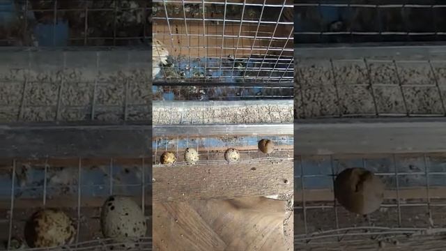 Коричневые и мягкие яйца у перепелов
