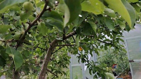 Результат обработки сада препаратом 'Индиго'.