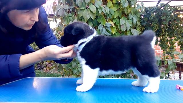 Щенок американской акиты мальчик 5, Киану, 28 дней смотреть онлайн