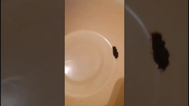 Как правильно ухаживать за аквариумом? смотреть онлайн