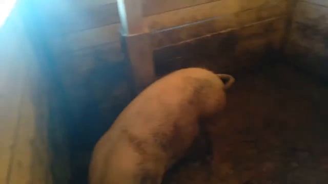 Разведение свиней в домашних условиях/Сельское хозяйство/ Разведение свиней лето 2021 смотреть онлайн