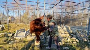 Леокадия рассказывает КАК ОРАНГУТАНГА ДАНА подняла её на полку!