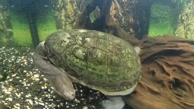 Змеиношейная черепаха (шея как у змеи, видео аквариум) смотреть онлайн