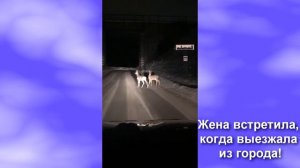 Козы на Урале!