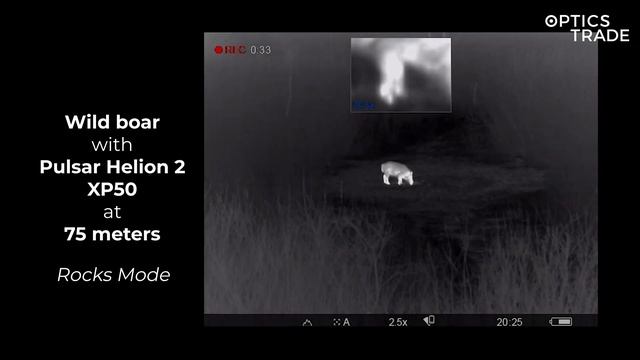 Pulsar Helion 2 XP50 and Wild Boar | Optics Trade See Through смотреть онлайн