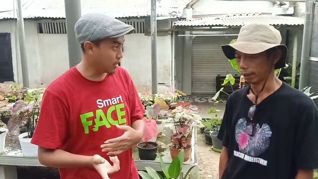 Colocasia Pharaoh Mask di kebun bunga HN SERIES Cilacap смотреть онлайн