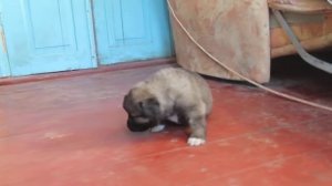 АСКЕР.Щенок кавказской овчарки 1 месяц.
