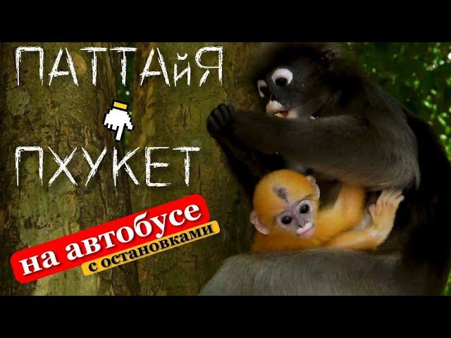 ПХУКЕТ или ПАТТАЙЯ? На автобусе через самые популярные национальные парки Таиланда. Обзор бывалого!