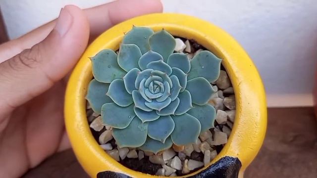 Echeveria Pumila Var. Glauca # Cultive Com Facilidade смотреть онлайн