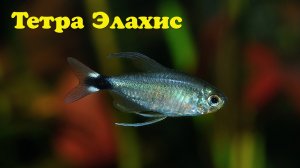Тетра Элахис - Hyphessobrycon elachys