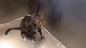 Замученный кот кричит 'No More'