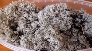 Кладония оленья. Что я привезла из поездки в Выборг.