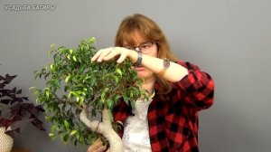 Бонсай из фикуса Вианди (ч.1).