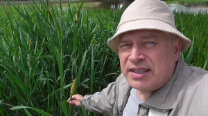 Я на набережной возле камыша. Как цветёт камыш?