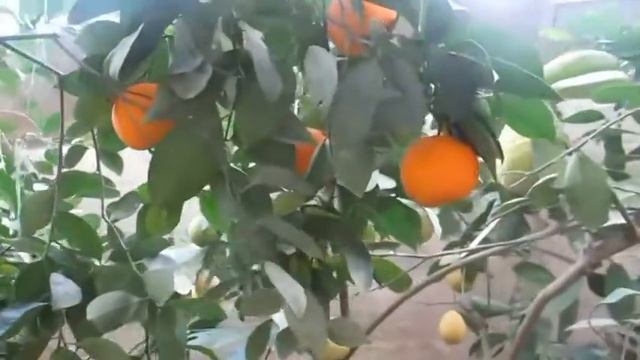 Лимоны, Мандарины, Апельсины, Кинкан 27.12.2015 смотреть онлайн