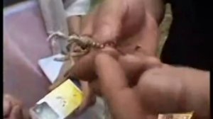 Как отличить настоящий Кордицепс?