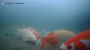 Зимовка рыб в пруду 14.02.2021