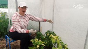 Спасаем перец от хлороза. Если у перца пожелтели листья.
