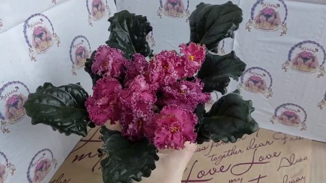 Цвітіння сорту фіалки ЛЕ-Илона (2018 р.) смотреть онлайн