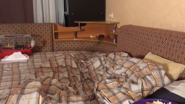 ДОМАШНЯЯ КРЫСА смотреть онлайн