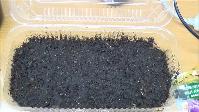 Посев виолы (Анютины глазки) и уход за посевами. смотреть онлайн