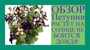 Ампельная Петуния которая отлично переносит жару яркое солнце дождь . Цветы не выгорают. Обзор.