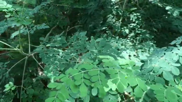 Home garden, Plant Stories Malayalam gardening