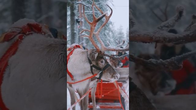 Подари немного волшебства ✨, тем, кто верит в чудо Рождества 🎄🤍! #праздниккнамприходит #новыйгод