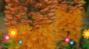 Эремурус гибридный Пиноккио. Краткий обзор, описание eremurus hybrida pinokkio Pinokkio
