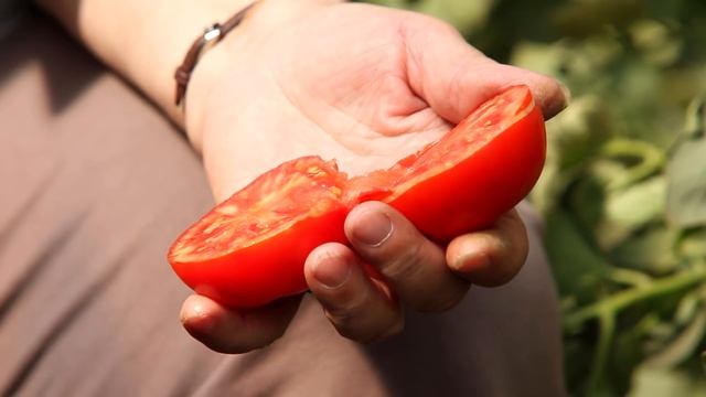 Сладкий томат Бумеранг. Детерминантный, для выращивания в теплице и открытом грунте. От Ильиничны. смотреть онлайн